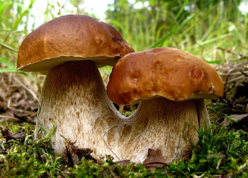 K nejoblíbenějším houbám patří hřiby, v říjnu a listopadu si pochutnáte ale i na bedlách a václavkách.