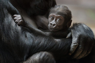 Předvánoční víkend doplní 22. prosince oslava prvních narozenin gorilího samce Nurua.