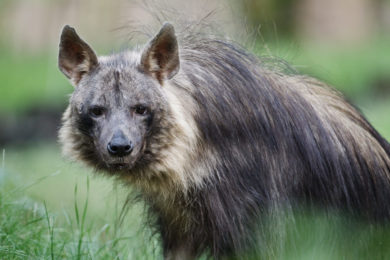 Zoo Praha je nejtradičnějším chovatelem hyen čabrakových v Evropě. 