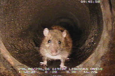 V kanalizaci Prahy žijí miliony potkanů a jejich stavy je nutné redukovat.