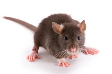 Deratizace přispívá k početní redukci potkanů