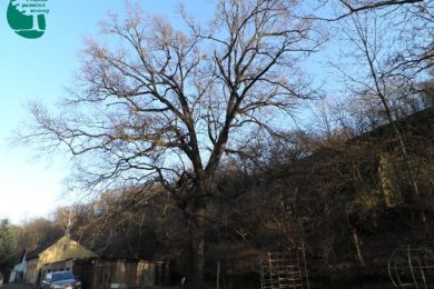 V Praze najdete dvě stovky památných stromů