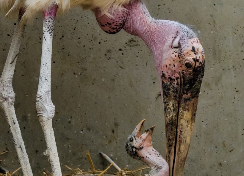 12denní mládě čápa marabu s adoptivním rodičem