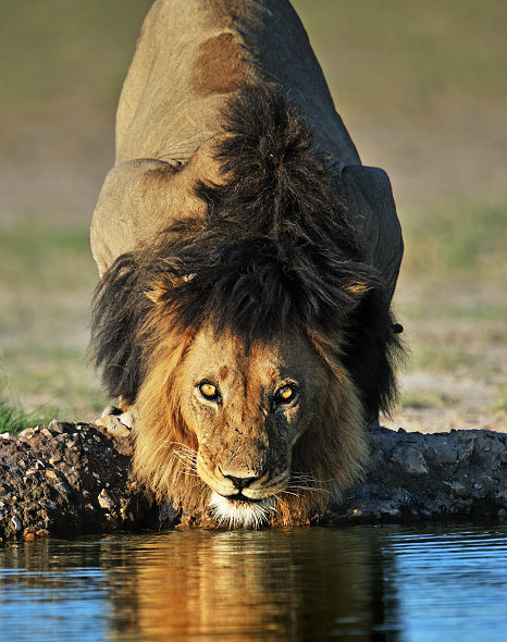 Lev z Kalahari.
