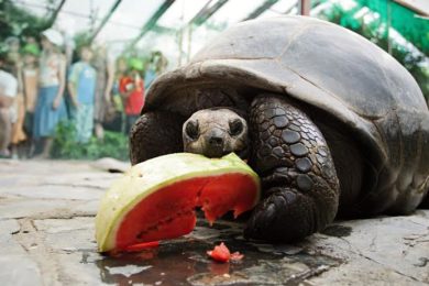 Obyvateli Pavilonu velkých želv jsou želvy obrovské a sloní, dále pak varani a malé druhy želv.