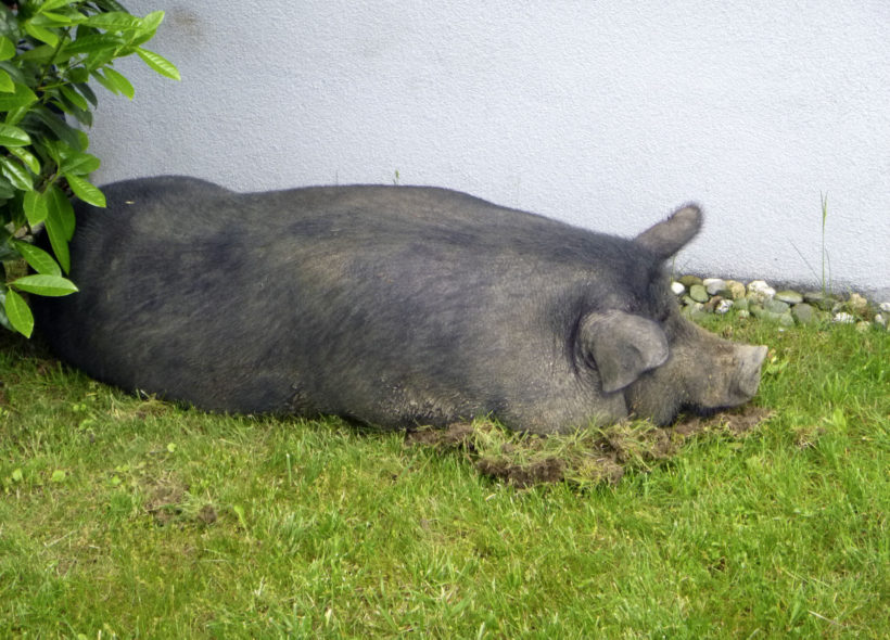 Zaběhlé prase odpočívá na trávníku u rodinného domu.