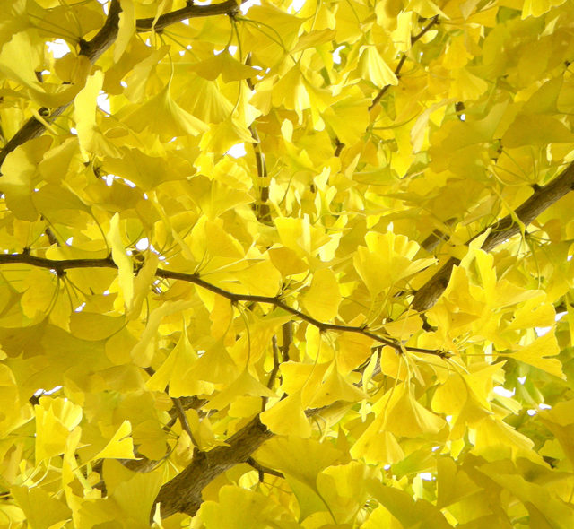 Spadané listí patří do biokontejneru.