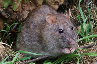 Plošná deratizace snižuje počet potkanů v metropoli