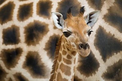 Chov žiraf v pražské zoo oslaví letos 60. výročí. Od počátku se zde narodilo přes 80 mláďat.