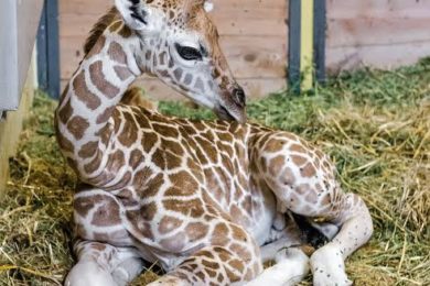 Nejmladší pražské žirafí mládě – sameček narozený v sobotu 9. srpna samici Faře