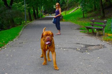 Najít v centru města místo, kde se psi mohou proběhnout, je někdy "běh na dlouhou trať"