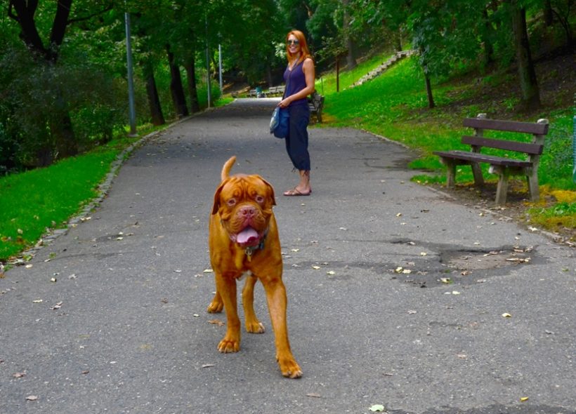 Najít v centru města místo, kde se psi mohou proběhnout, je někdy "běh na dlouhou trať"