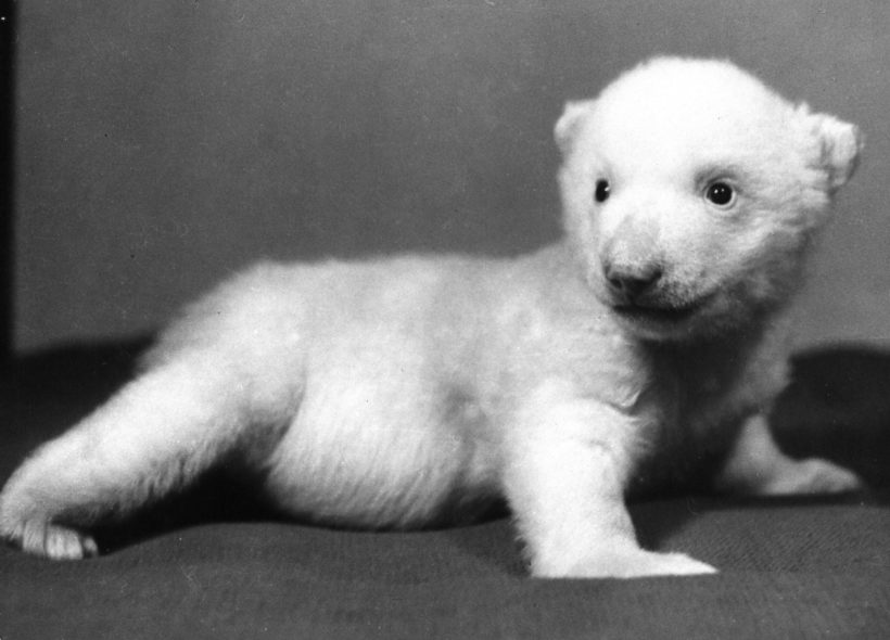 První medvídě odchované v pražské zoo