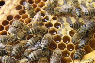 V Národním zemědělské muzeu se dovíte jak se v minulosti vyráběl med