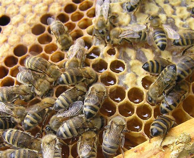 V Národním zemědělské muzeu se dovíte jak se v minulosti vyráběl med