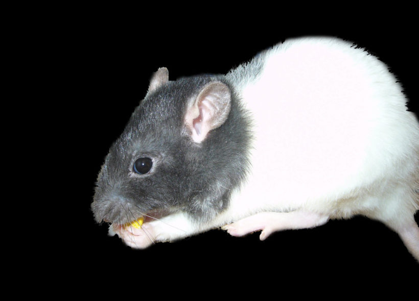 Plošná deratizace snižuje počet potkanů v metropoli