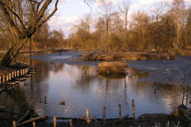 Břehy rybníků podléhají erozi a potřebují nové zpevnění.