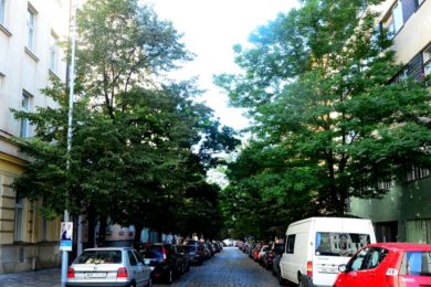Pokud by se stromy v Belgické ulici staly památnými, TSK by je pokácet nesměla