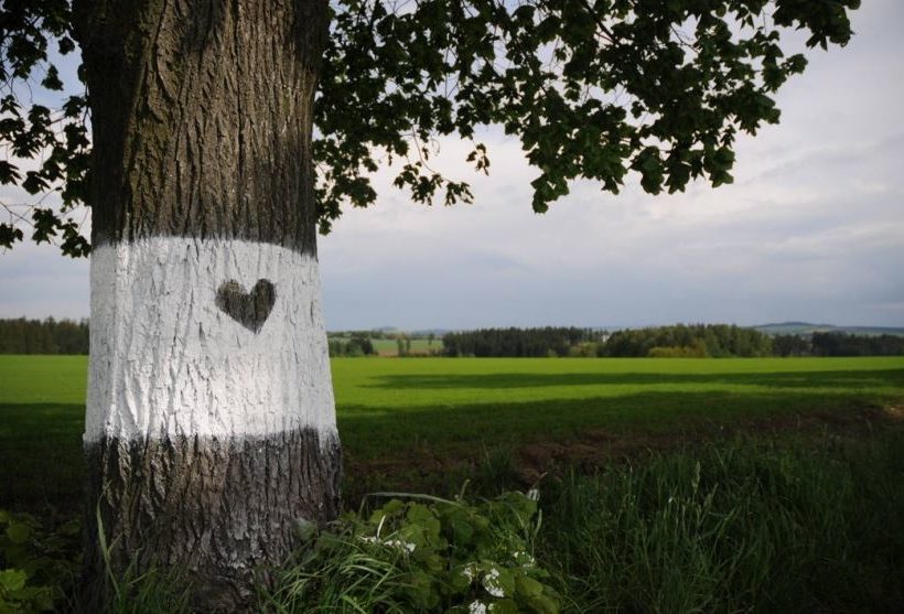 Sdružení Arnika se v posledních letech podařilo zachránit stovky stromů podél cest.