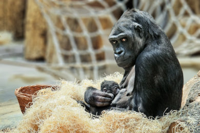 Gorily se těší velkému zájmu turistů. Brzy budou mít větší pavilon.
