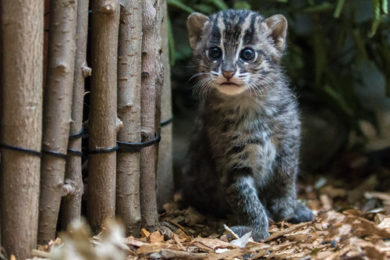 V Zoo Praha se letos v říjnu historicky poprvé narodilo mládě kočky rybářské.