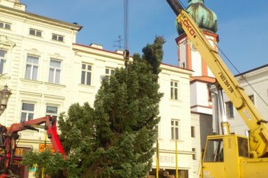 Technické služby instalují strom na Náměstí Svobody. Foto: magistrát FM