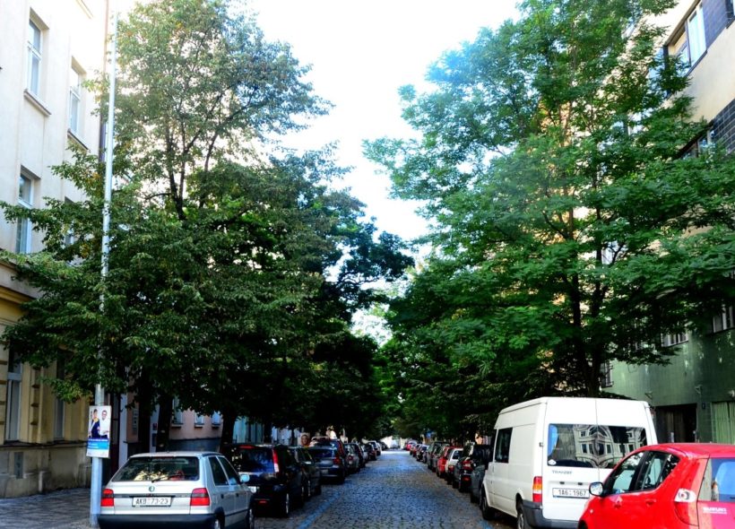 Technická správa komunikací musí prošetřit stav stromů v Belgické ulici