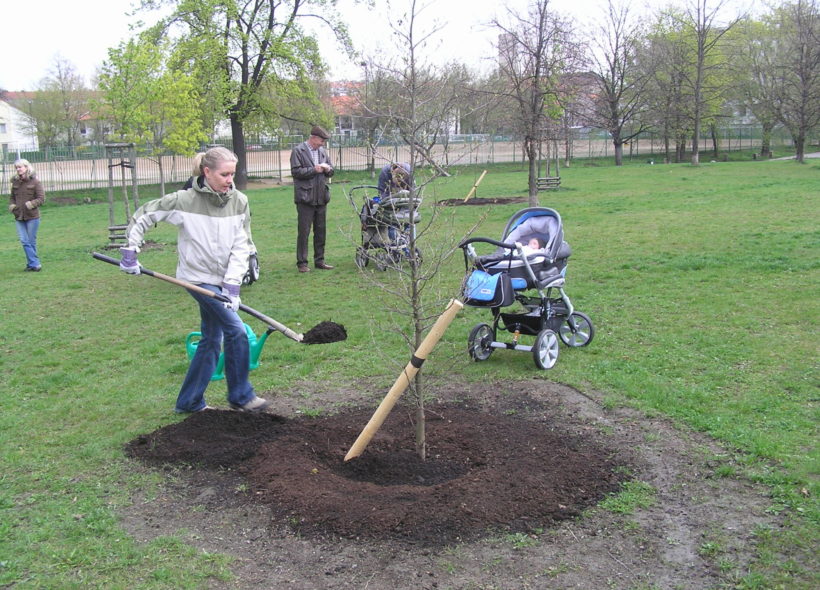 Ilustrační foto: V Praze 10 se již vysázely asi tři tisíce stromky v rámci projektu za narozené děti.