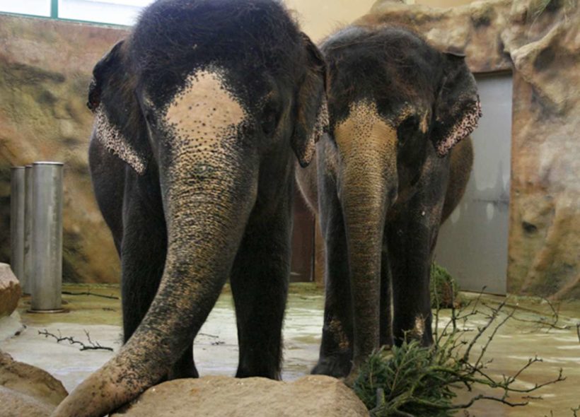Slony z pražské zoologické zahrady čeká i letos novoroční hostina