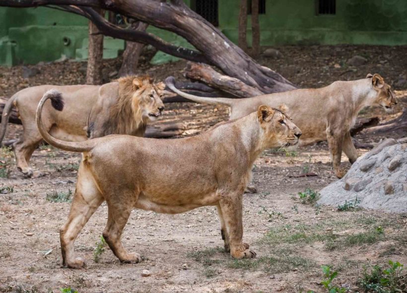 Tříčlenná smečka lvů indických by měla být do České republiky transportována letos v červenci.