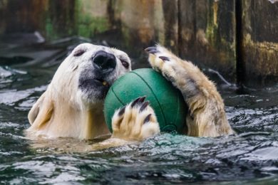I medvědi potřebují zábavu, proto je jejich výběh plný různých hraček a pneumatik. Foto: Petr Hamerník, Zoo Praha.