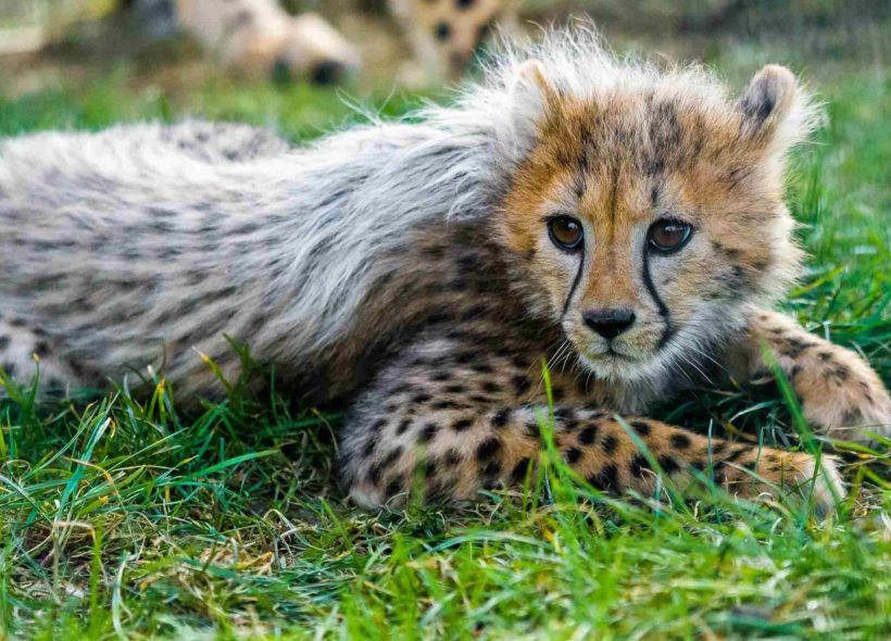 Hvězdami slavnostního zahájení sezóny byla gepardí mláďata.