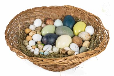 Zkuste si tipnout, kterých druhů ptáků jsou vejce v ošatce.