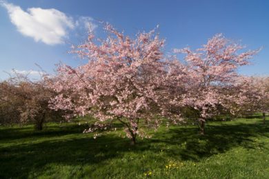 V Dendrologické zahradě se můžete pokochat krásou rozkvetlých sakur.