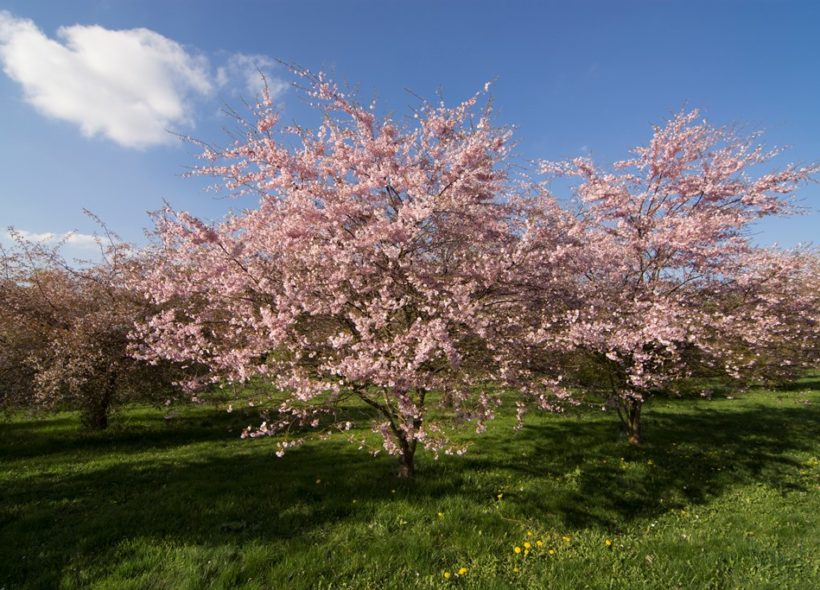 V Dendrologické zahradě se můžete pokochat krásou rozkvetlých sakur.