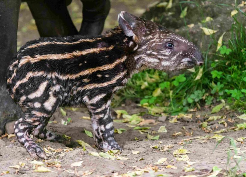 Sameček tapíra jihoamerického se narodil přímo ve venkovní expozici.