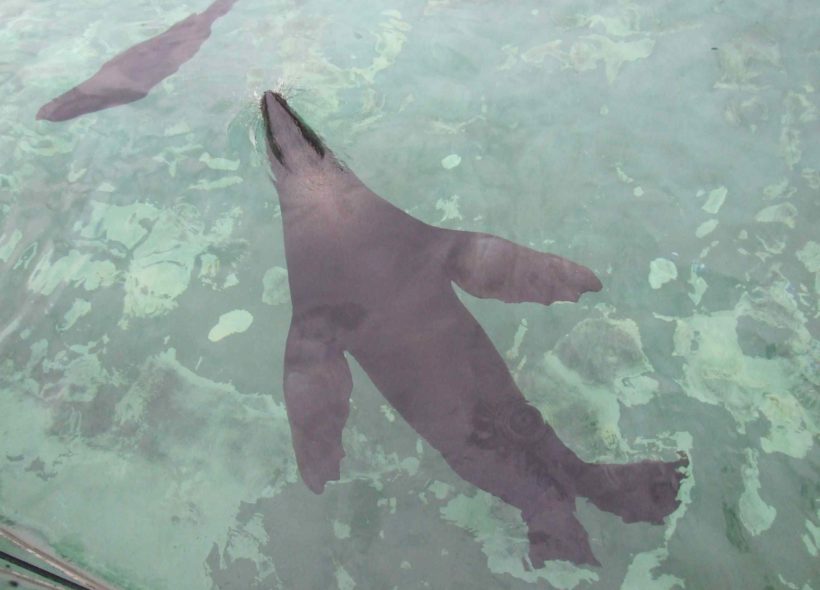 Pražská ZOO patří mezi ty nejlepší.