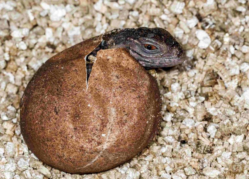 Mláďata při líhnutí „vaječným zubem“, ostrým výčnělkem na horní čelisti naříznou kožovitý obal vejce.