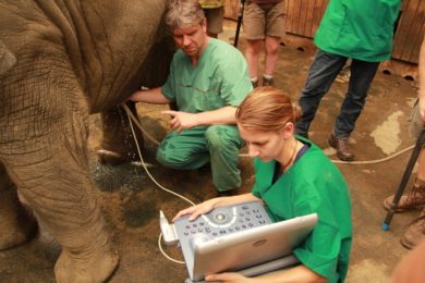 Vyšetření slona v ostravské zoo. Foto: P. Vlček