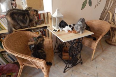 Téměř celé osazenstvo kočičí kavárny se sešlo k jídlu.