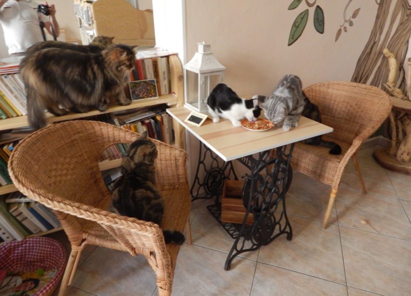 Téměř celé osazenstvo kočičí kavárny se sešlo k jídlu.