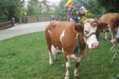 Ozdobené krávy připomenou tradiční švýcarskou slavnost.