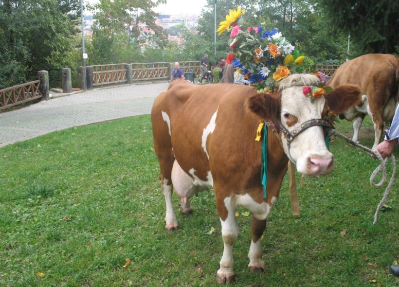 Ozdobené krávy připomenou tradiční švýcarskou slavnost.