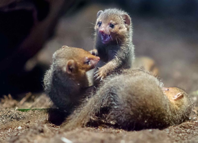 Mláďata mangust trpasličíchjsou velmi hravá.