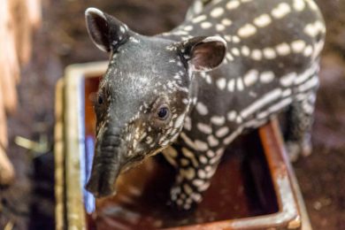 Chovatelé potvrdili, že mládě tapíra čabrakového je kluk.