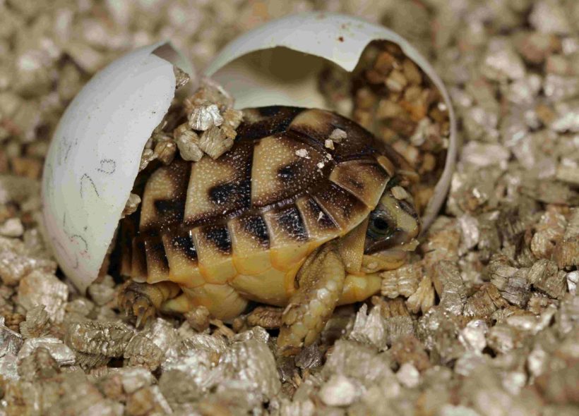 Mládě želvy tuniské odpočívá ve vajíčku.