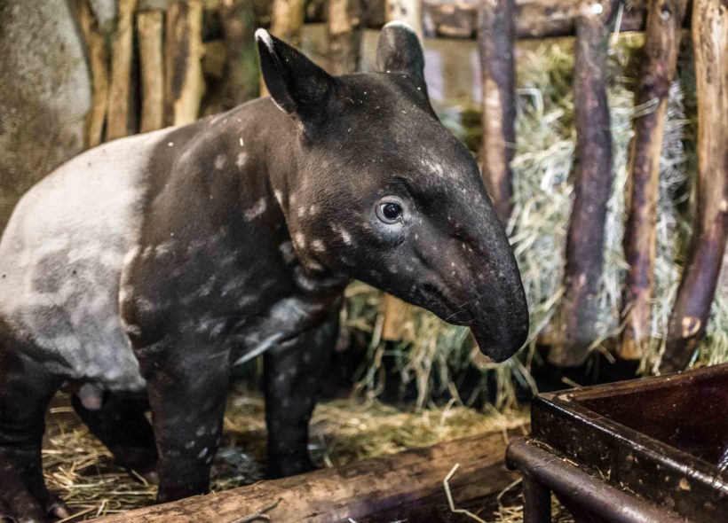 Sameček tapíra čabrakového, který se stále více podobá svým rodičům, v neděli dostane své jméno.
