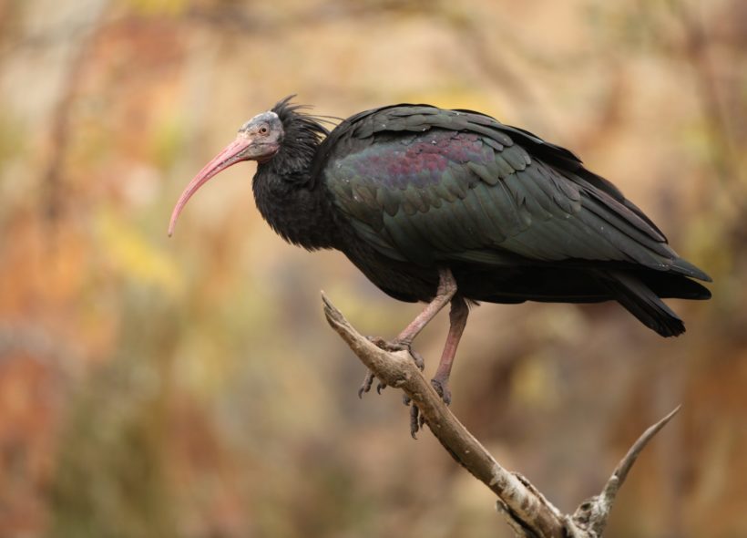 Do zoo se zatím vrátil jeden z ibisů