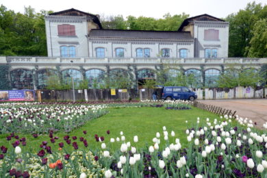 Lesy hlavního města Prahy jasně informovaly, že si zájemci mohou odnášet tulipány pouze ze záhonů před Šlechtovou restaurací. Lidí se ale „vrhli“ i na záhony, na kterých měly rostliny zůstat.