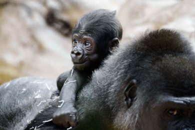 Mládě samice gorily nížinné Shindy je sameček.